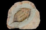 Ordovician Trilobite (Megistaspis) - Fezouata Formation #174859-1